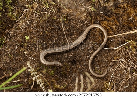 Natural closeup on a gravid female slow worm, Anguis fragilis, on the ground