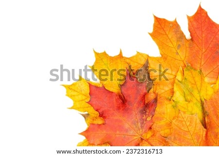 Autumn leaves  on white background