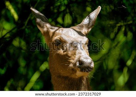 It's a Picture of a Deer