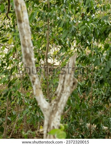 A picture of  Sri Lankan Leopard also known as Kotiya, zoom in the centre of the pic you will find out the leopard 