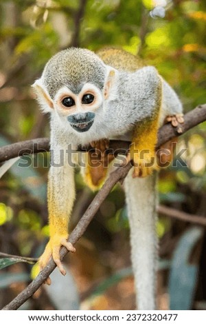 Cute portrait of squirrel monkey in amazon jungle forest Royalty-Free Stock Photo #2372320477