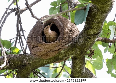 Nest of Rufous Hornero as know as joao-de-barro. The bird that builds its house from clay to procreate. Species Furnarius rufus. Birdwatcher. Royalty-Free Stock Photo #2372322399
