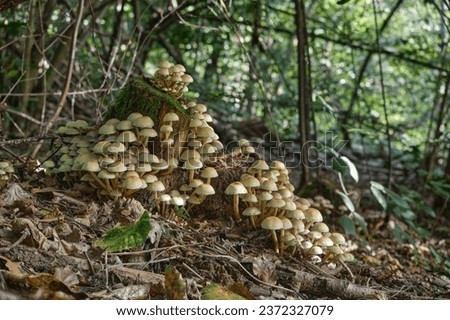 Poisonous mushrooms Hypholoma fasciculare, commonly known as the sulfur tuft or clustered woodlover close-up Royalty-Free Stock Photo #2372327079