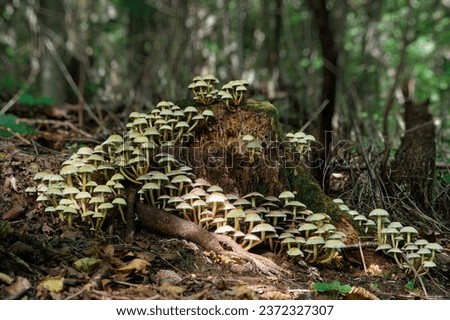 Poisonous mushrooms Hypholoma fasciculare, commonly known as the sulfur tuft or clustered woodlover close-up Royalty-Free Stock Photo #2372327307