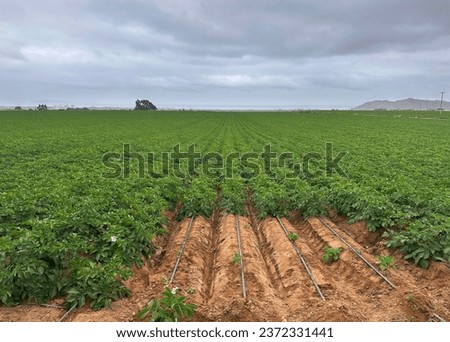 Chilean potato field grown with drip irrigation Royalty-Free Stock Photo #2372331441