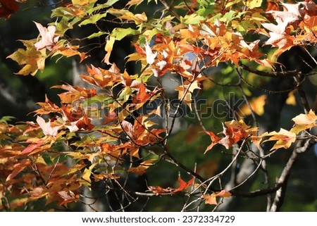 Colorful sugar maple leaves in the autumn