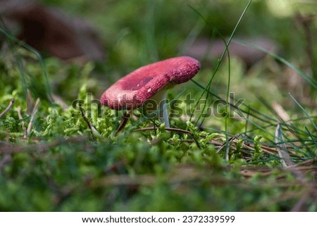 russula sanguinaria mushroom,red russula in the autumn forest.mushroom not edible Royalty-Free Stock Photo #2372339599