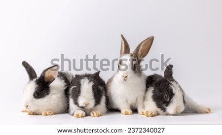 Group of healthy lovely baby bunny easter rabbit on white background. Cute fluffy rabbit on white background Animal symbol of easter day festival.