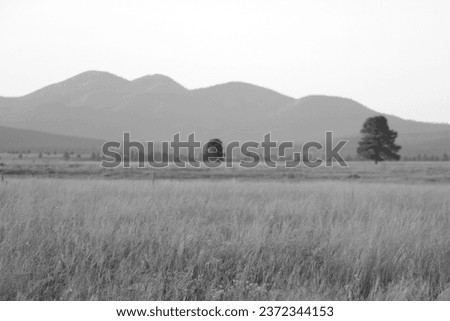 Black white photo of a field with a lonely tree on the background of mountains