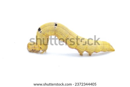 Brown inchworm or inch worm larva caterpillar. Mocis marcida, the withered mocis, is a species of moth of the family Erebidae. isolated on white background curled in typical looping movement position 