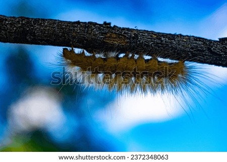 A very hairy caterpillar crawls on a tree in central Nebraska. 