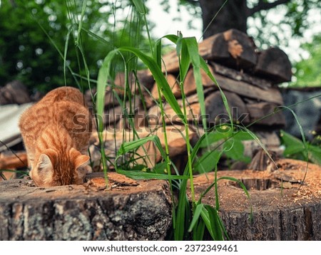 Ginger color tabby cat looking for mouse inside tree trunk, pile of fire wood in the background. Country pet life. Predator looking for prey.