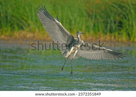 Grey Heron with his wings spread.