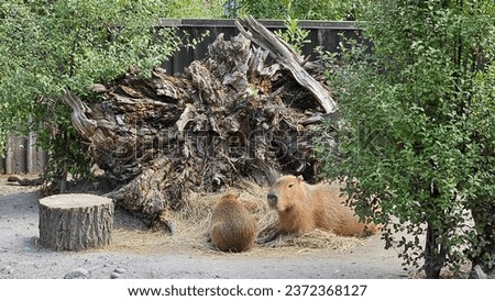 Capybara in Christchurch Wildlife Reserve New Sealand