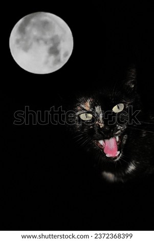 black cat halloween.moon and cat