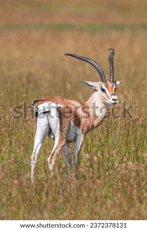 Grants Gazelle in the Serengeti National Park, Tanzania Royalty-Free Stock Photo #2372378131