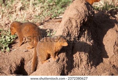 Dwarf mongooses in the Serengeti National Park, Tanzania