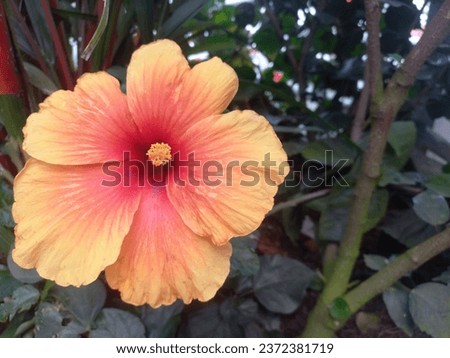 Orange hibiscus photographed at close range on September 20, 2023 in Semarang, Central Java, Indonesia.