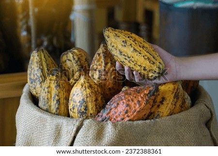 Cocoa, Cacao, Chocolate Nut Tree. Fruit shaped like a papaya on the trunk or branches. Gourd-like skin, thick skin, cocoa beans are processed into chocolate. Soft and selective focus.                  Royalty-Free Stock Photo #2372388361