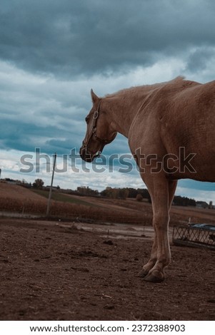 a horse at a farm in shawano, wi, usa