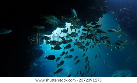 Underwater photo of shoal of fish inside a cave with sunlight rays. From a scuba dive.