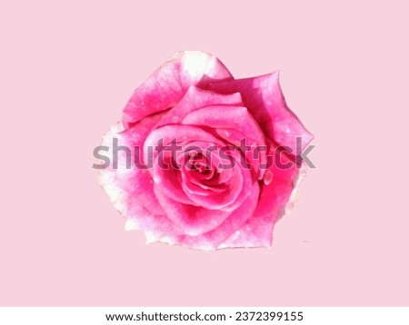 Rose or Rosa damascena, Damask rose, flower isolated on pink background