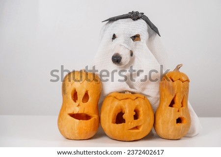 Jack Russell Terrier dog in a ghost costume and three jack-o-lanterns on a white background.