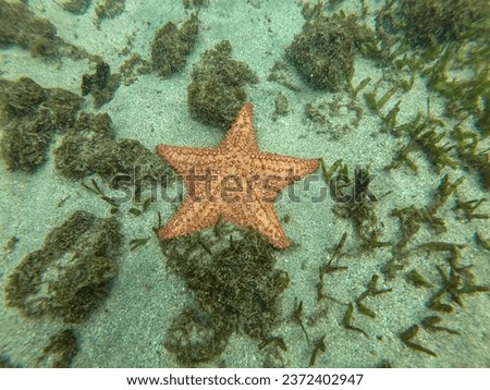 Underwater Picture of Starfish located in the ocean
