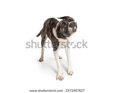 Dog shakes its head on a white background Royalty-Free Stock Photo #2372407827