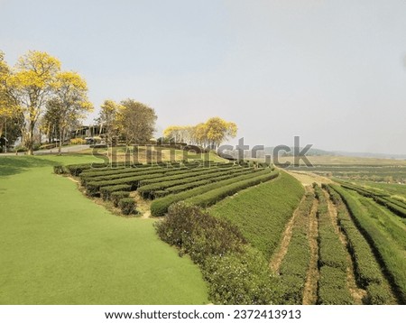 Scenery photography of Rai Sing Park, tea plantation steps