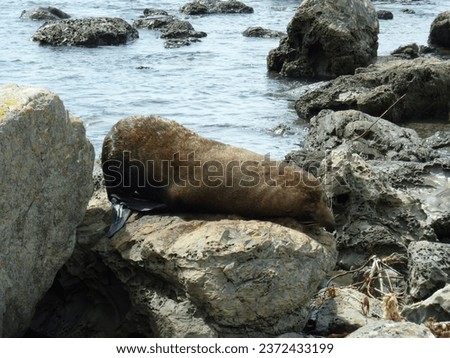 The Kaikoura seal colony in New Zealand’s South Island offers one of the best wildlife experiences in the country. Hundreds of native fur seals call Kaikoura home.