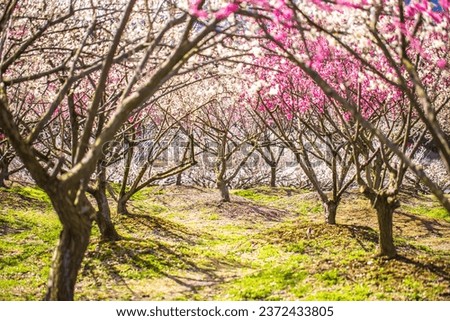 Inabe City Agricultural Park Weeping plums are in full bloom Royalty-Free Stock Photo #2372433805