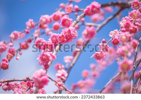 Inabe City Agricultural Park Weeping plums are in full bloom Royalty-Free Stock Photo #2372433863