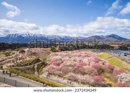 Inabe City Agricultural Park Weeping plums are in full bloom Royalty-Free Stock Photo #2372434249