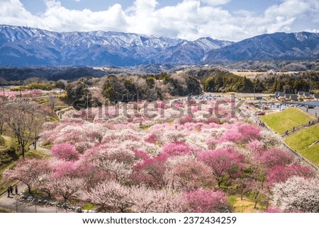 Inabe City Agricultural Park Weeping plums are in full bloom Royalty-Free Stock Photo #2372434259