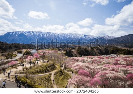 Inabe City Agricultural Park Weeping plums are in full bloom Royalty-Free Stock Photo #2372434265
