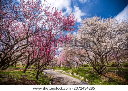 Inabe City Agricultural Park Weeping plums are in full bloom Royalty-Free Stock Photo #2372434285