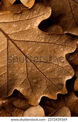 Autumn oak leaf with water drops