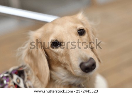 A dog staring at me with round eyes. Royalty-Free Stock Photo #2372445523