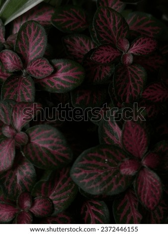 Red green leaves closed up picture with dark lighting
