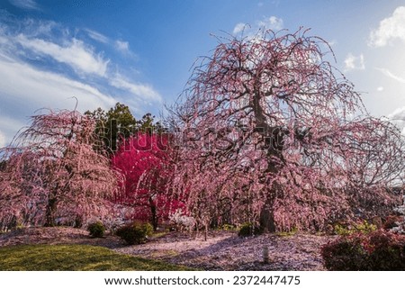 Suzuka Forest Garden Weeping plums are in full bloom