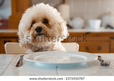 National pet month. Bishon Frise dog sits at the dinner table with a plate and cutlery, she waits patiently for her meal. Cute and humorous picture as she leans her head to one side.