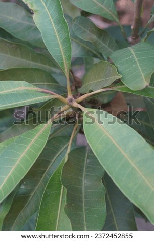 mango leaf on natural background