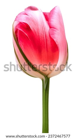 Red  tulip flower  on white isolated background with clipping path. Closeup. For design. Nature. Royalty-Free Stock Photo #2372467577
