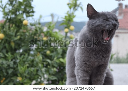 A closeup shot of a gray cat purring with a green tree in the background