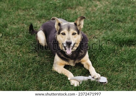 Mongrel dog. Cute cur dog. Portrait of a dog on green grass. Garden for animals to play. Lovely cute small doggy. Playing with his toy. Ears raised. Domestic animal background. Home garden pet. Royalty-Free Stock Photo #2372471997