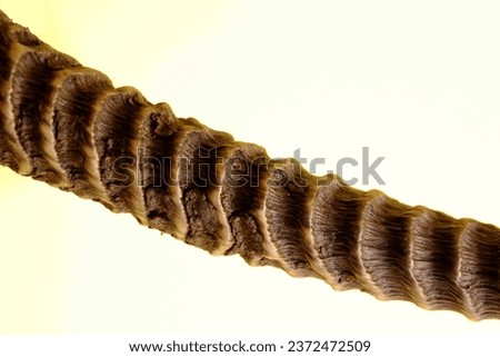 Isolated shot of a part of gazelle antler. Close-up with details Royalty-Free Stock Photo #2372472509