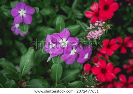 Purple and red flowers in a garden