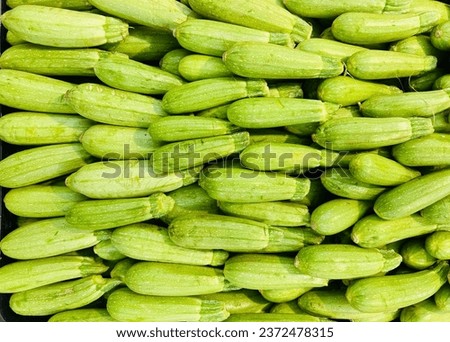 Green marrow vegetable with isolated background, koosa vegetable on Market family of Cucumber  Royalty-Free Stock Photo #2372478315