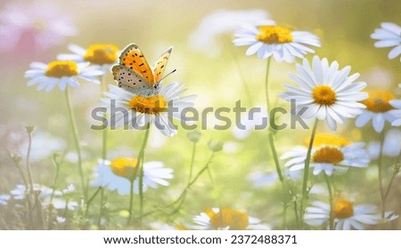 Beautiful butterfly on a daisy flower in nature outdoors close up macro in spring or summer.